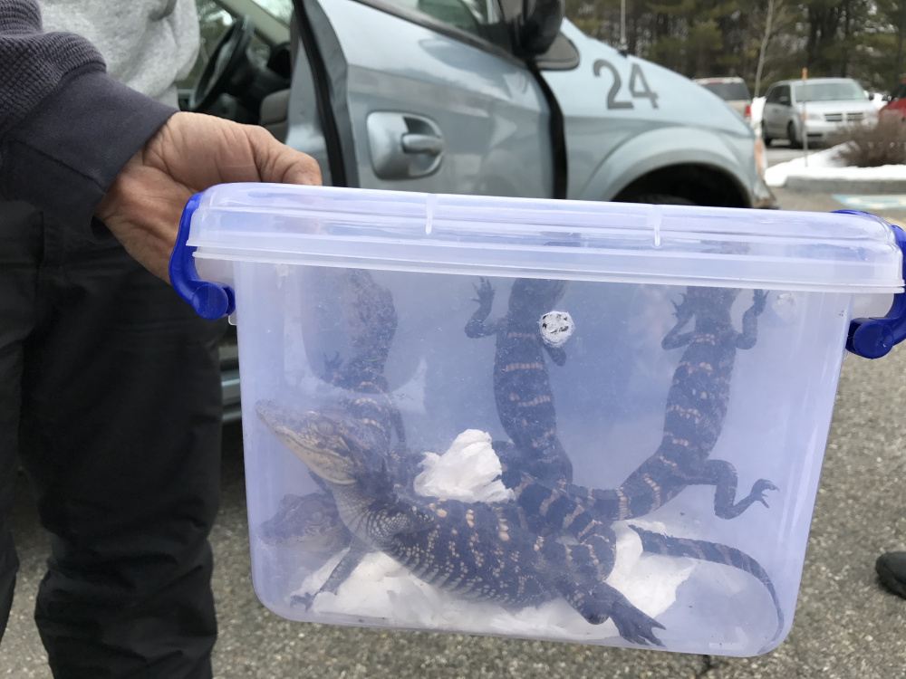 The Maine Warden Service confiscated these five baby alligators Tuesday at the Concord Coach Lines bus station in Augusta and cited their apparent owner with importing or possessing wildlife without a permit.