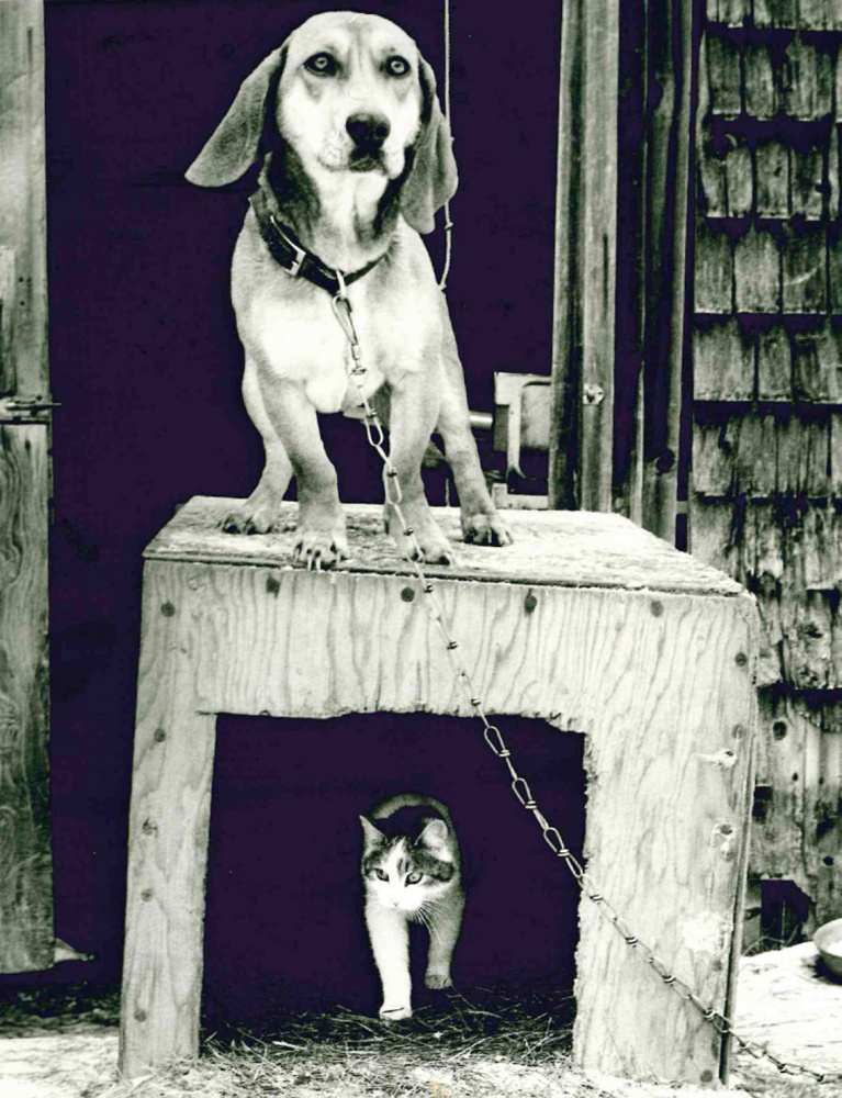 A cat, after giving birth to a kitten in a dog house at a home in Solon, peeks out as a dog stands on the roof, barking fiercely to protect mother and baby from anyone who got too close. Morning Sentinel reporter Amy Calder snapped the photo and, after it was published, received requests from as far away as Florida for copies. The photo still hangs on Calder's wall at home.