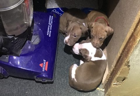 Three of seven puppies were found locked in a closet with a box of cat litter when police searched the residence of Nicole Bizier in March.