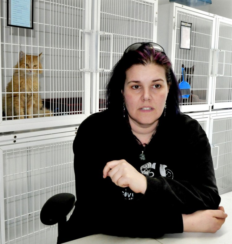 As two cats watch from cages, Bonnie Brooks of the Somerset Humane Society in Skowhegan discusses Thursday the practice of animal "flipping" where a person acquires an inexpensive or free dog for the purpose of selling the animal for a profit.
