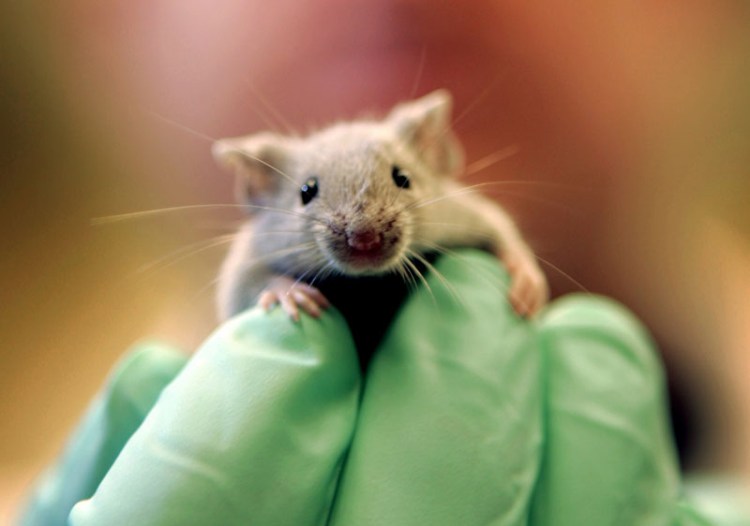 A laboratory mouse climbs on the gloved hand of a technician at the Jackson Laboratory, in Bar Harbor. The lab ships more than 2 million mice a year to qualified researchers.