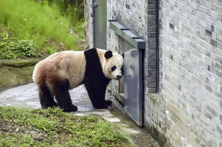 Bao Bao stands in an enclosure at the panda research base in Dujiangyan.