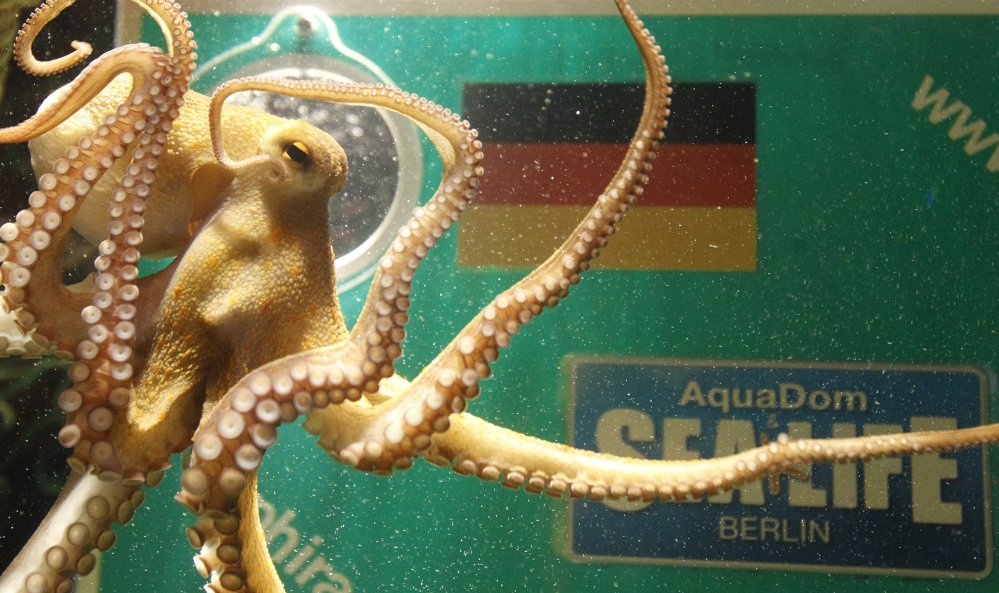 Reuters/Tobias Schwarz
The intelligence of octopuses goes far beyond their escape artistry. And studies suggest their massive RNA-level recoding could be related to their intelligence.