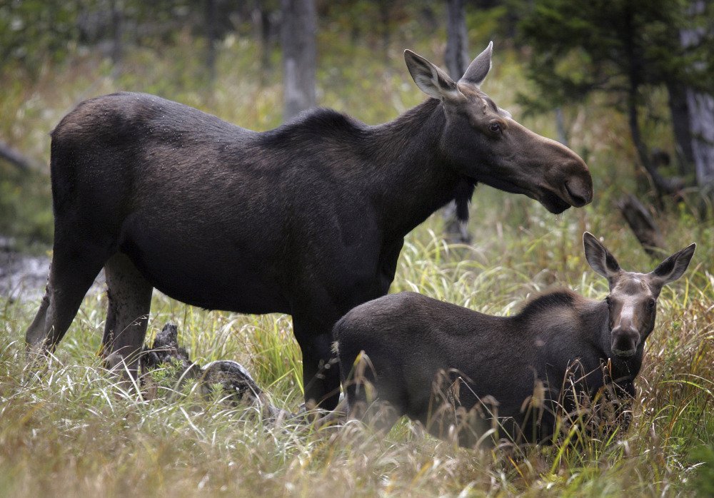 Moose are seen in Franconia, N.H., in 2010. A state commission prepares to vote Wednesday on a proposed 51 permits for the annual moose hunt, the lowest in nearly 30 years.