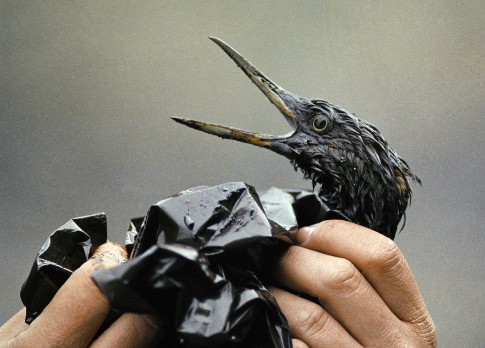 Exxon and its co-investors had been warned of an unstable glacier that threatened shipping lanes where the Exxon Valdez hit ice in March 1989 and spilled millions of gallons of oil that harmed wildlife like this oil-soaked bird.