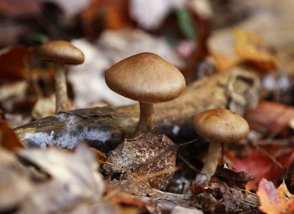 Little brown mushrooms are spotted during a mushroom foraging walk.