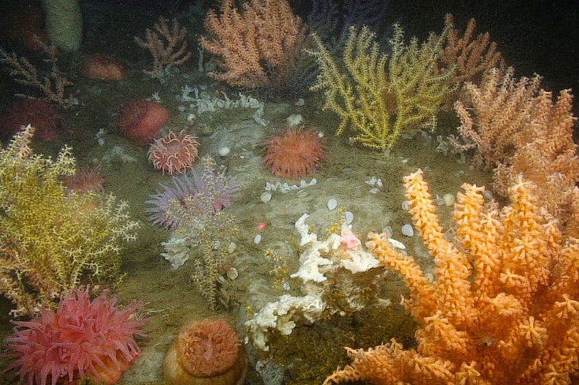 A dense, multi-species deep-sea coral garden was found 200 meters below sea level in a federally funded survey of the Gulf of Maine in 2014.