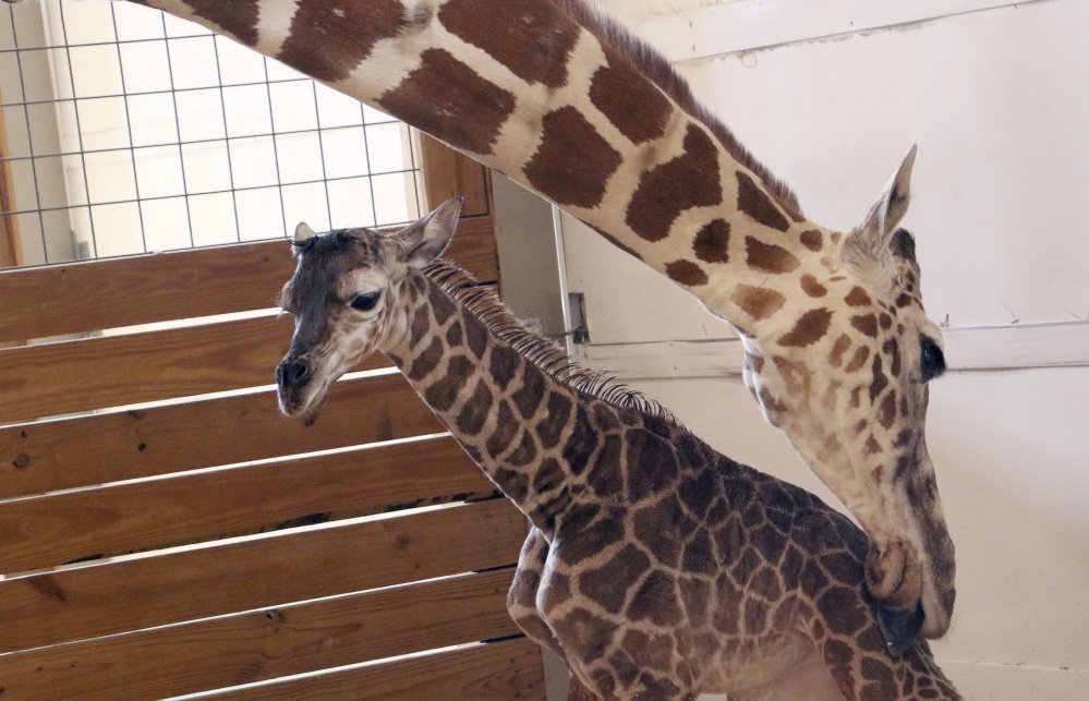 April the giraffe licks her as-yet-unnamed calf. The baby's birth was broadcast to YouTube's second-largest livestreaming audience. Owners of the animal park won't say exactly how much profit they've pulled in from all April-related ventures.