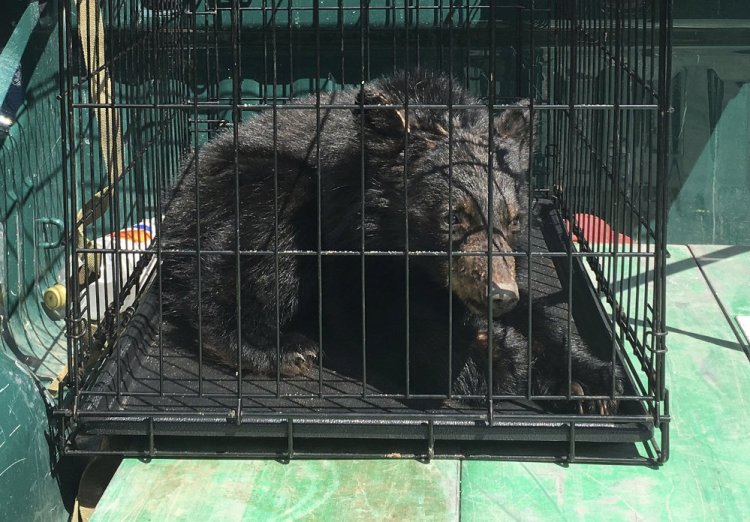 This is one of several bear cubs found April 17 starving in Guildhall, Vt., and sent to a bear rehabilitator in New Hampshire who will care for the cubs until they can be returned to the wild.