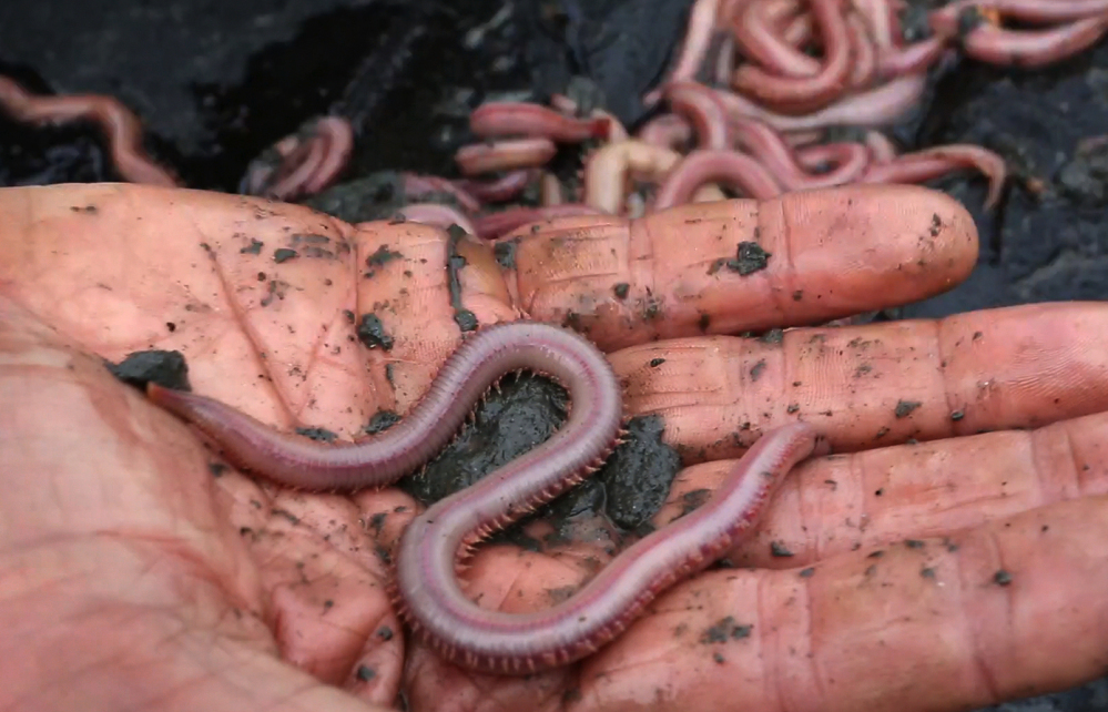 A bloodworm is seen in Harpswell. Fishermen who harvest marine worms are struggling to meet the worldwide demand for the prized bait.