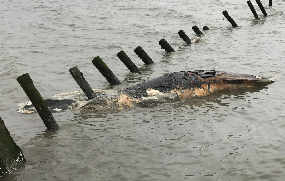 A dead humpback whale is washed up at Port Mahon, Del.
