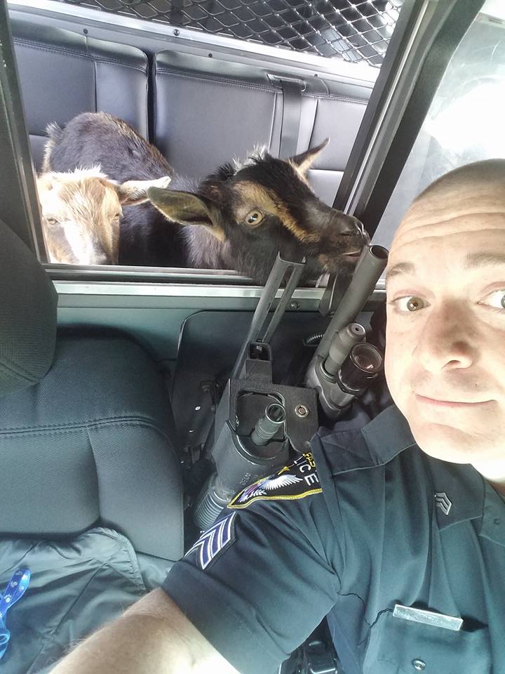 Sgt. Daniel Fitzpatrick of the Belfast Police Department found the goats in a woman's garage snacking on cat food. They were first spotted on High Street near the parking lot for the rail trail.