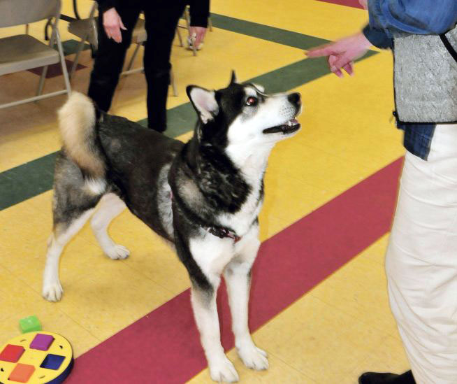 Dakota is the center of attention between Waterville Area Humane Society board member Joann Brizendine, left, and Director Lisa Smith at the Waterville facility on March 30. 