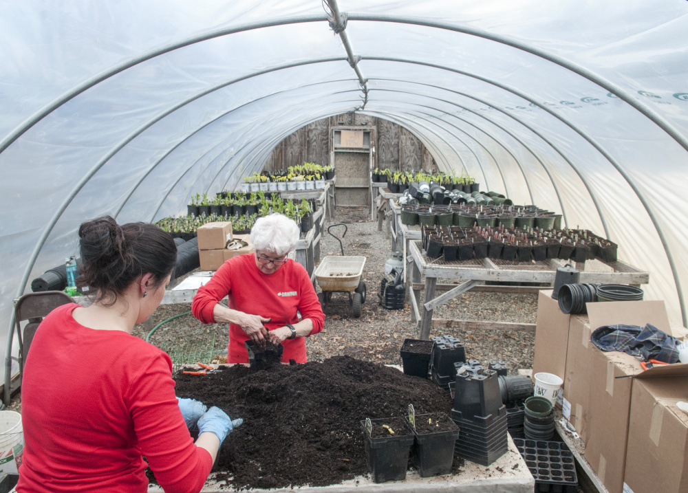 Sarah Mason, left, and Sue Neal transplant day lilies on Friday at D.R. Struck Landscape Nursery in Winthrop. The early spring is a busy time in this and other local commercial greenhouses as workers prepare items for customers to plant when the snow finally goes away.
