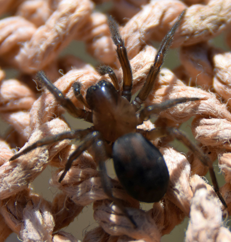 A young Amaurobius ferox, or hackledmesh weaver spider, in the sun in Troy.