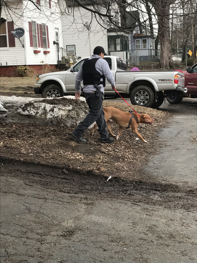 A police officer removes a dog from a residence Friday on Front Street in Waterville after the dog reportedly attacked its owner, who was taken to the hospital. The owner, Daniel Baxter, disputes claims that he abused the dog, Shogun, and says he treated the dog as if it was his child.