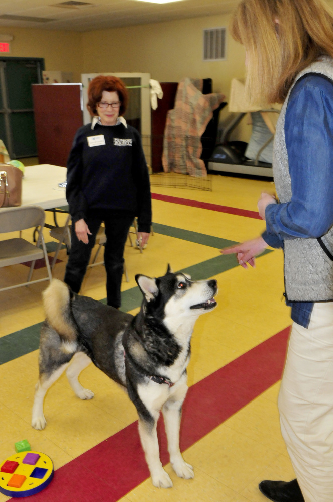 Dakota becomes the center of attention March 30 between Waterville Area Humane Society board member Joann Brizendine, left, and Director Lisa Smith at the Waterville facility. Dakota's fate is in limbo now that a court-ordered euthanization of the dog has been appealed.