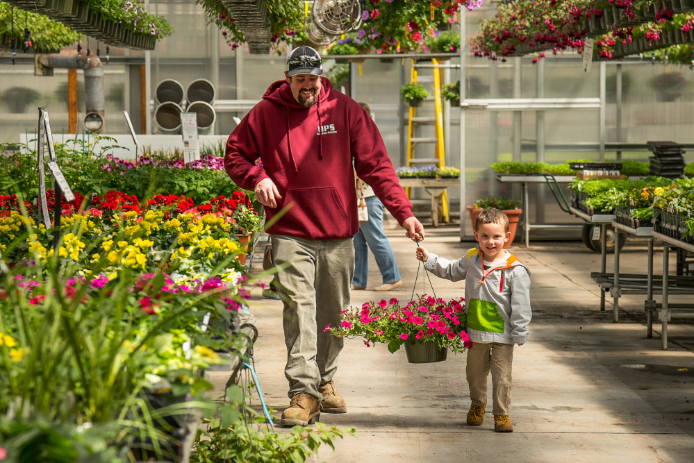 Cain Knowlton, left, of Greene, helps his son Walker, 3, carry a large hanging basket of petunias to their cart at Longfellow's Greenhouse in Manchester on Sunday.