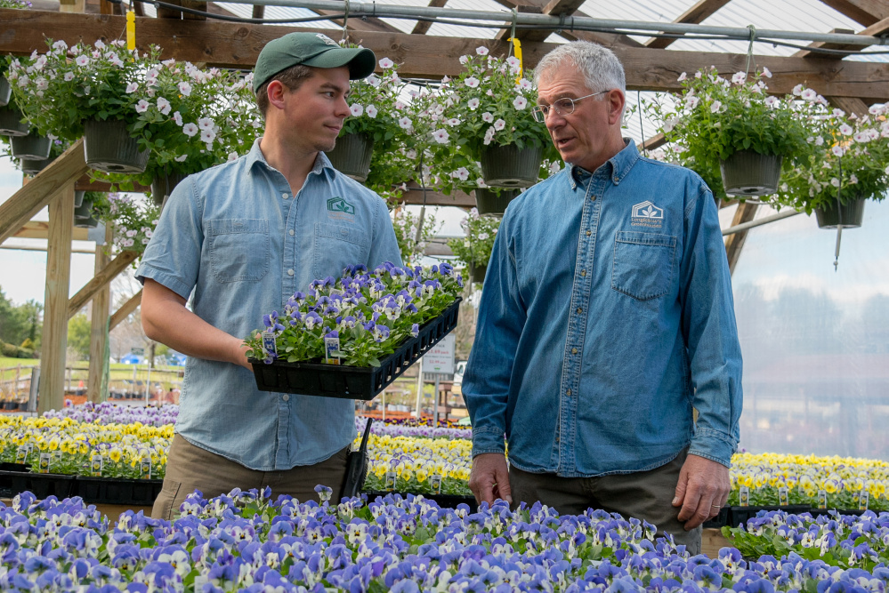 Will Longfellow, left, holds a tray of pansies as his father, Scott Longfellow, owner of Longfellows Greenhouse, looks on Sunday. Will has joined his father in the family greenhouse business started in Manchester 40 years ago.