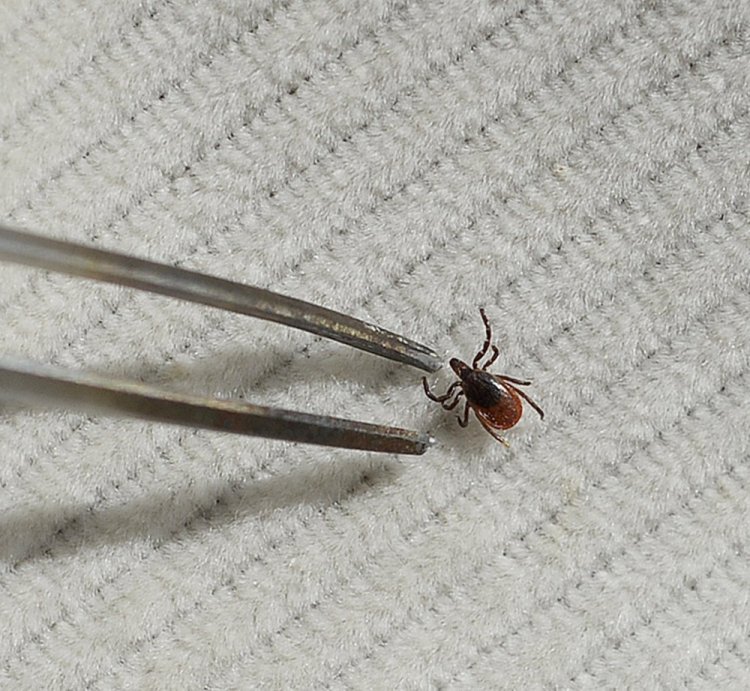 A deer tick is removed from fabric for later study. Lyme disease cases in Maine began increasing in 2007 and for the most part have risen steadily.