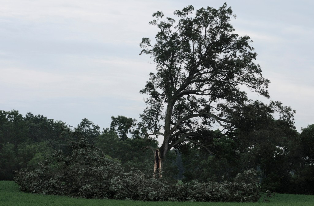The tree outside Ohio's Malabar Farm State Park in Ohio that played a key role in the the 1994 film “The Shawshank Redemption” is seen here in 2011 after being damaged by high winds.