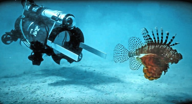 A new robot hunts invasive lionfish in Bermuda on April 18, its first day of testing. It stuns the lionfish with an electric current and then vacuums the live fish  into a container so it can later be sold for food. The robot caught 15 lionfish in 48 hours. 