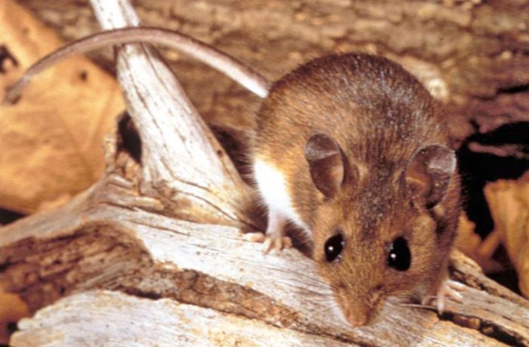 Deer mice, found almost everywhere in North America, are carriers of hantavirus, which causes a rare but potentially fatal syndrome. 