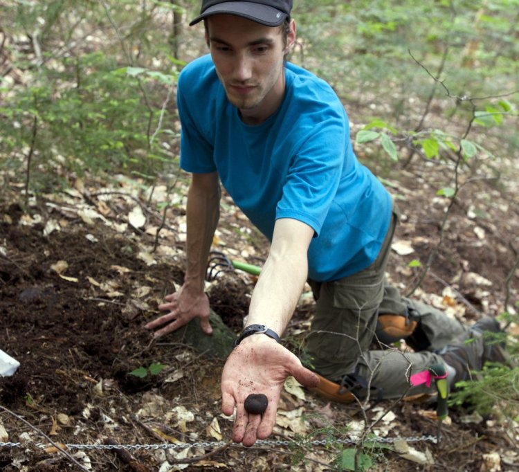 Doctoral student Ryan Stephens finds a truffle in the Bartlett Experimental Forest in the White Mountain National Forest in New Hampshire in 2014.  Researchers have identified five new truffle species in the forest.