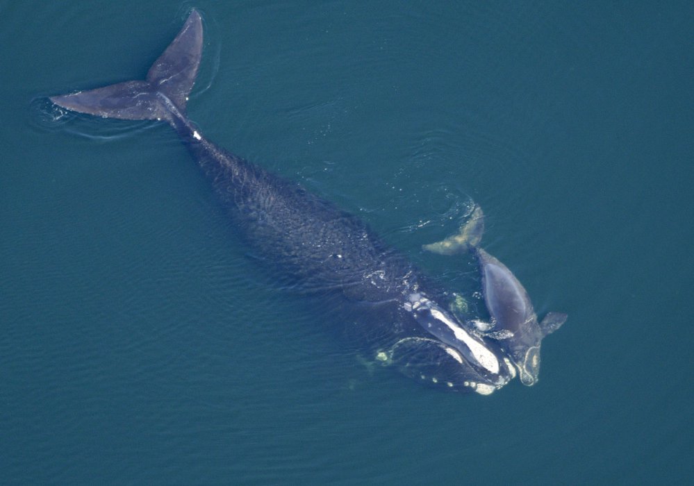 A North Atlantic right whale swims with her calf in the Atlantic Ocean in 2009. Scientists in Massachusetts have sighted two whales that they haven't seen for many years, and each is part of a mother/calf pairing.