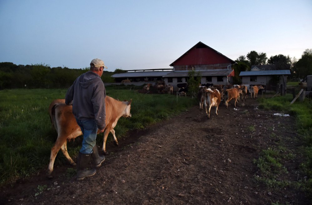Bobby Prigel, owner of Prigel Family Creamery, leads cows to a barn in Glen Arm, Md. Organic dairies are required to allow cows to graze daily in the growing season, which Prigel does religiously but some large dairies may not.