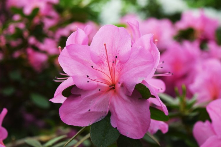 Rhododendron and azaleas – OK for shady conditions and acid soil – burst with colorful, showy blooms.
