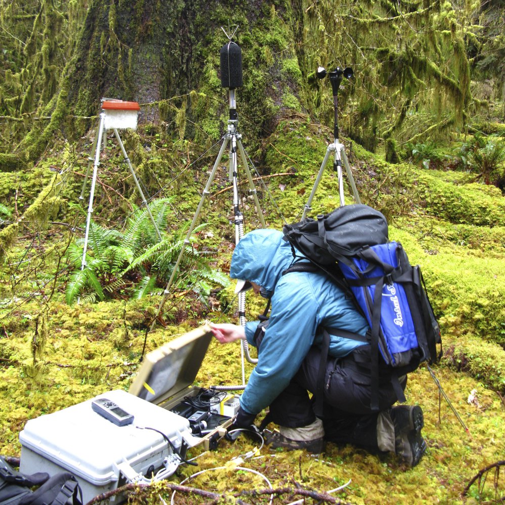 A National Park Service staffer sets up an acoustic recording station in the temperate old-growth Hoh rainforest of Olympic National Park in Washington.