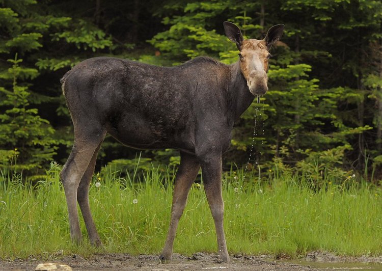 A moose drinks from a mud puddle on Route 11 just north of Patten in 2013. Calf survival was higher this winter than last in Maine, biologists report.