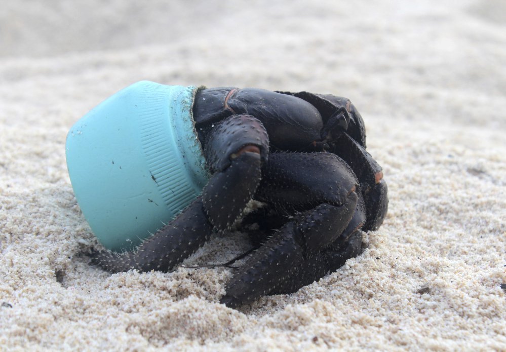In this 2015 photo provided by Jennifer Lavers, a crab uses as shelter a piece of plastic debris on the beach on Henderson Island. When researchers traveled to the tiny, uninhabited island in the middle of the Pacific Ocean, they were astonished to find an estimated 38 million pieces of trash washed up on the beaches. (Jennifer Lavers via AP)