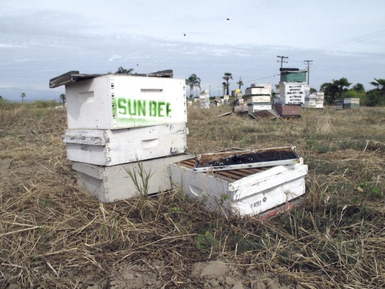 This is one of several of the thousands of beehives stolen in California and recovered near Sanger, Calif. A man is accused of stealing nearly $1 million in hives from California's almond orchards.