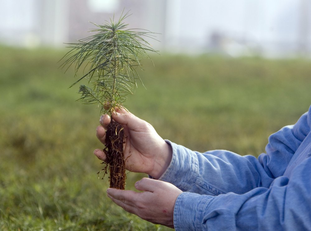 An eastern white pine seedling is held in Nebraska City, Neb. A northward shift was anticipated but the westward move of trees from the east surprised some scientists.
Associated Press/Nati Harnik