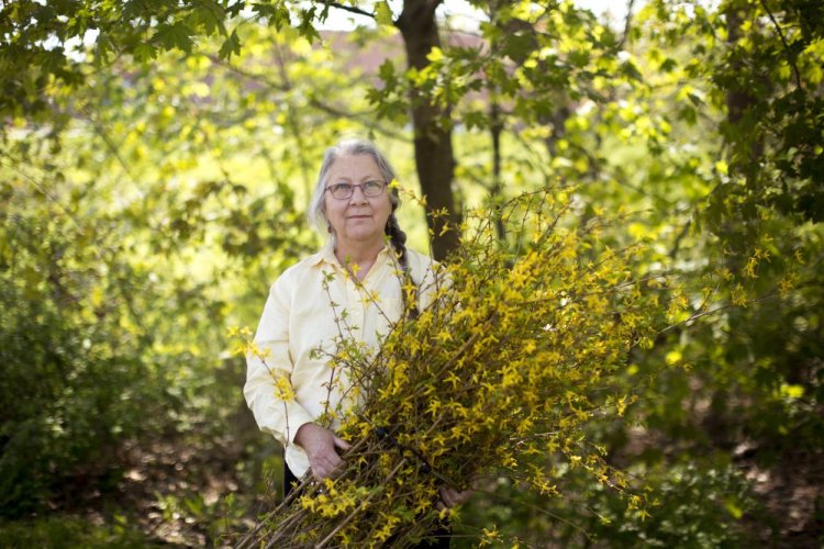 Woolwich artist Susan Perrine with forsythia branches she uses in some of her art.