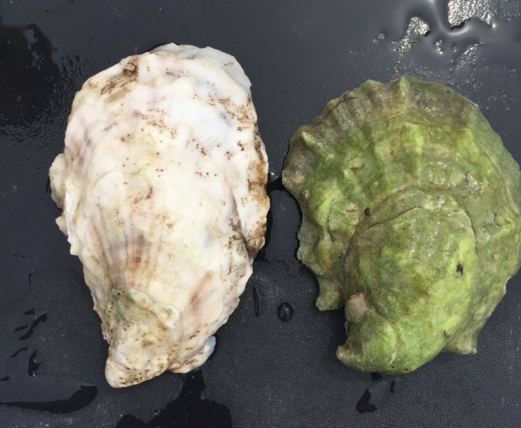 Though these oysters are the same species, the one on the right grew on the riverbed, while the other was suspended in gear. The difference of just a few feet at low tide greatly affects their color, texture and taste.