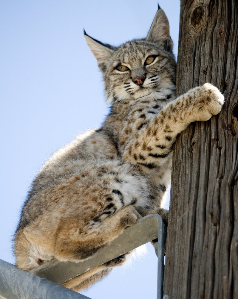 A bobcat perches on a power pole in a residential neighborhood of Victorville, Calif., in 2012. Bobcat numbers have almost tripled nationwide since the 1980s.