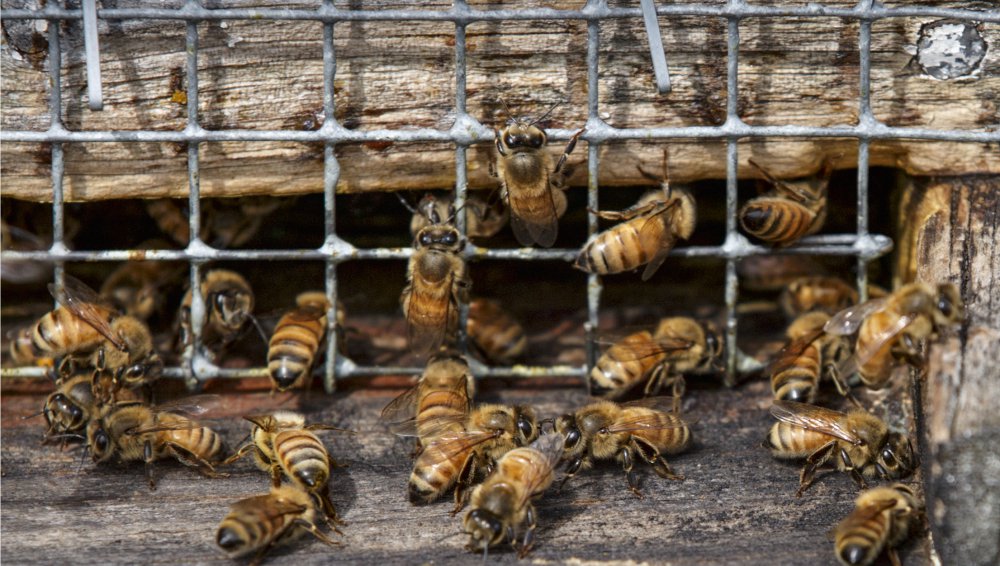 Associated Press/J. Scott Applewhite
Winter losses of honeybees in the U.S. were at the lowest levels in more than a decade with only 21 percent of the colonies dying, a survey of beekeepers reveals. But it has only "gone from horrible to bad," the survey director warns.