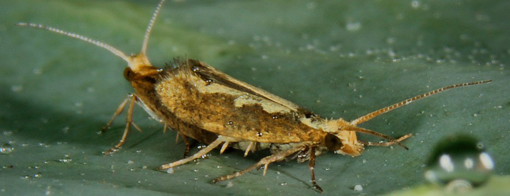 Diamondback moths mate on a cabbage leaf. To try to control the invasive pest, researchers plan a limited release of moths genetically engineered to die before reproducing.