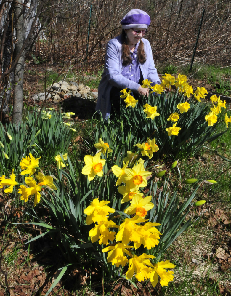 Author and mystic Annie Stillwater Gray cuts daffodils Thursday in one of her many gardens at her home in Solon.