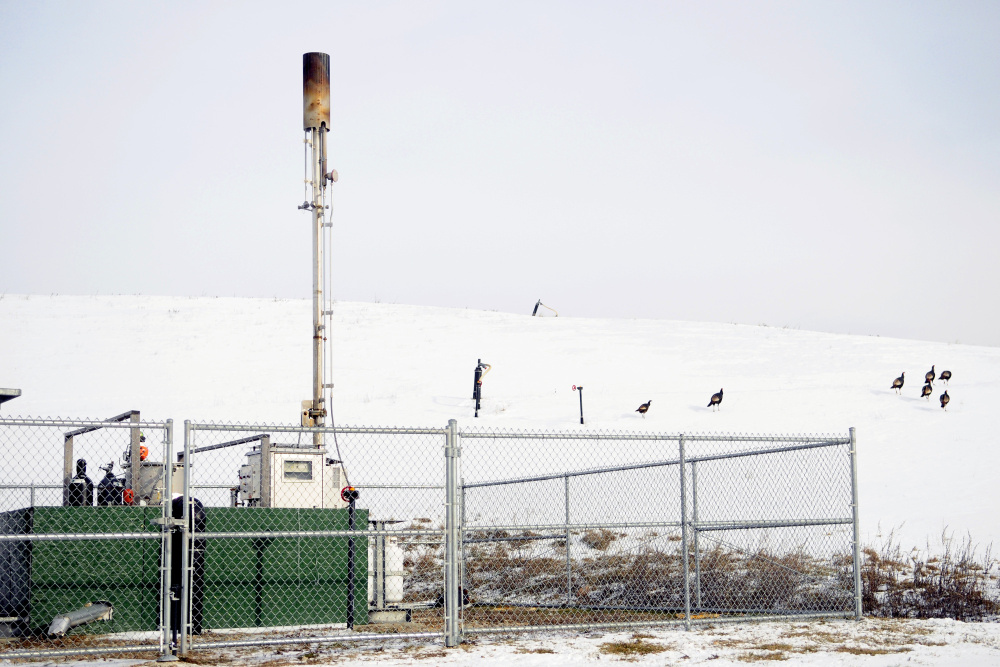 A flock of turkeys walks away from the methane flare installation on January 10, 2017, at Hatch Hill landfill in Augusta.