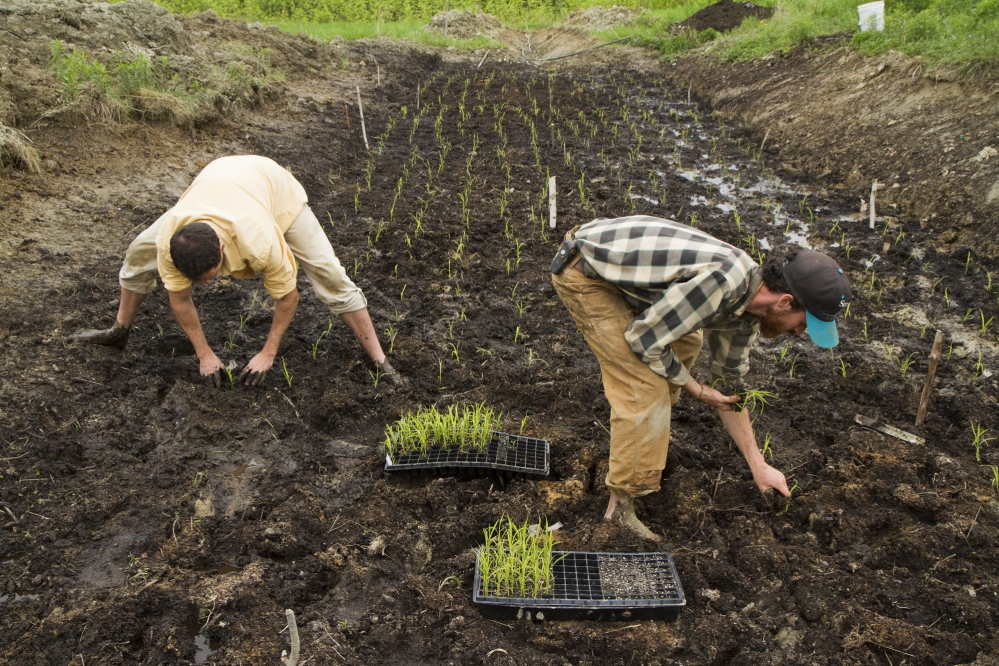 David Gulak and Ben Rooney, co-owners of Wild Folks Farm in Benton, plant a small rice paddy on May 27, 2014. The farm's experiment of growing rice has yielded bounty. Last year 2,500 pounds were produced. On Saturday the farm is holding a rice transplanting celebration.