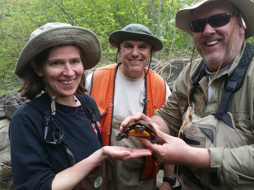 Alewife Restoration Initiative project partners, from left, Landis Hudson, Maine Rivers; Fred Seavey, U.S. Fish & Wildlife Service; and Nate Gray, Maine Department of Marine Resources take a break from data collection to interact with a local resident, an Eastern painted turtle. The goal of the project is to improve habitat and provide food for creatures including turtles, as well as eagles, osprey and mink.