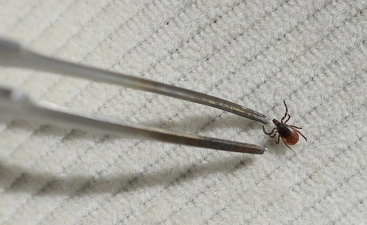 An ecologist uses tweezers to pick up a deer tick found in a wooded area in Cape Elizabeth last year.