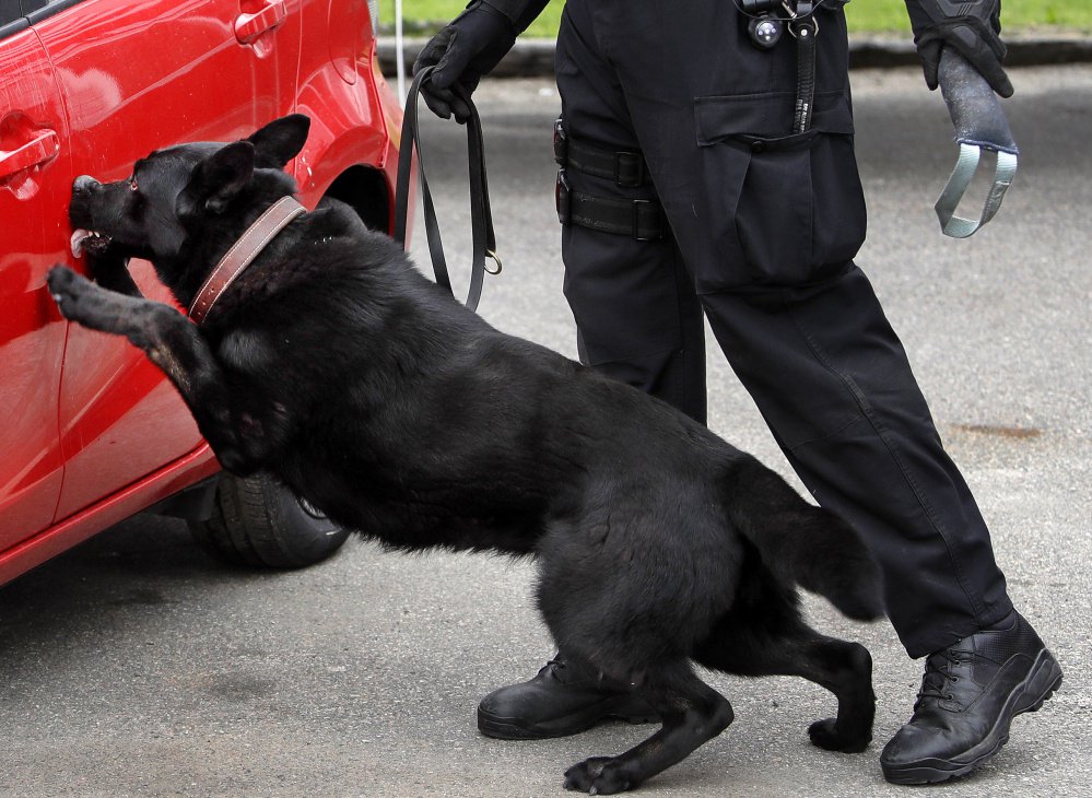Massachusetts State Police dog Drako presses his nose against a car door jam as he sniffs out a stash of drugs during a training session in Revere, Mass.