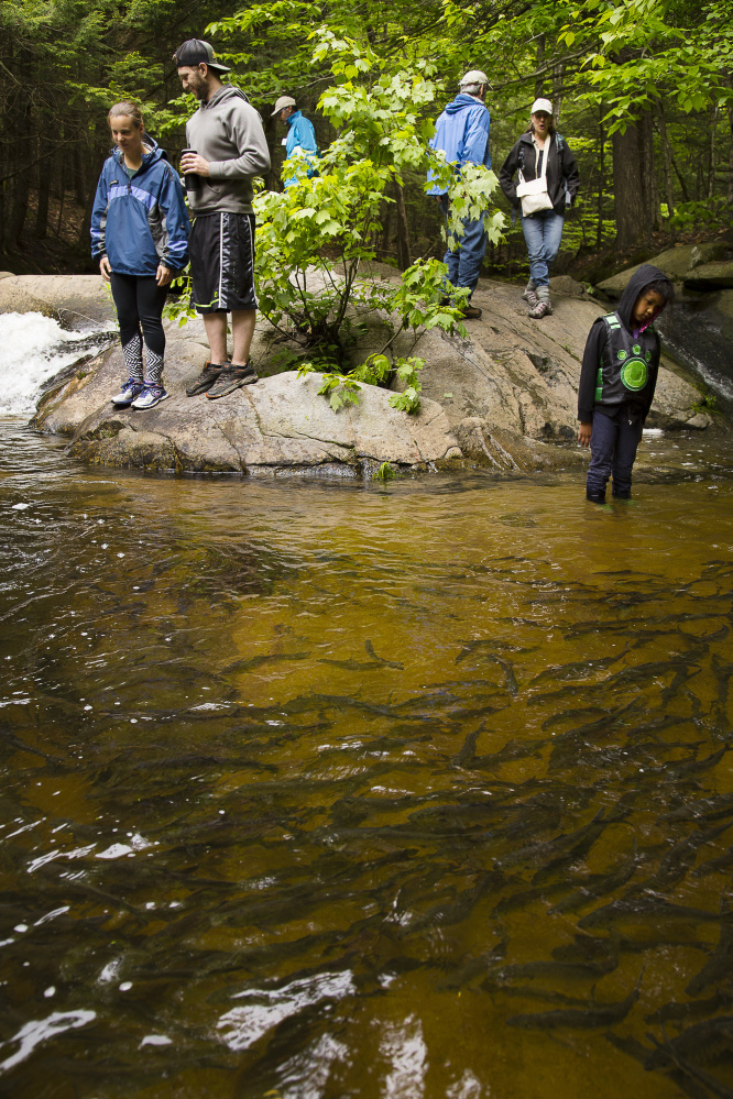 Spectators watch alewives in Casco Bay's largest migrating fish run in Westbrook's Mill Brook on Saturday, June 3, 2017. The alewife run can be viewed via trails in the Presumpscot Regional Land Trust's Mill Brook Preserve.