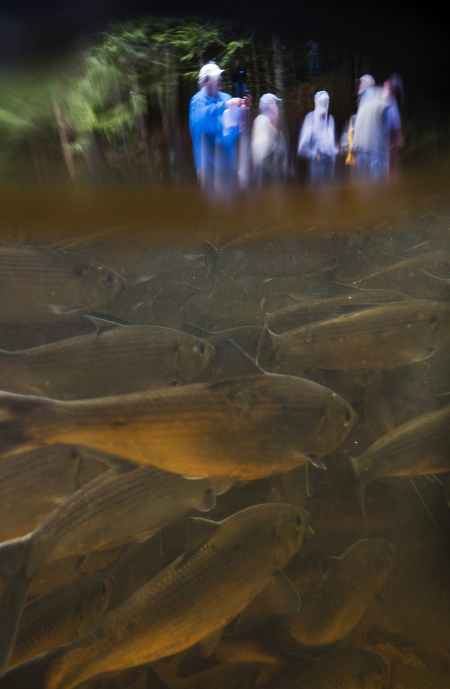 Alewives swim in Westbrook's Mill Brook as hikers watch from the shoreline on Saturday, June 3, 2017. This photo was shot using an underwater housing, with the camera both above and below the water.