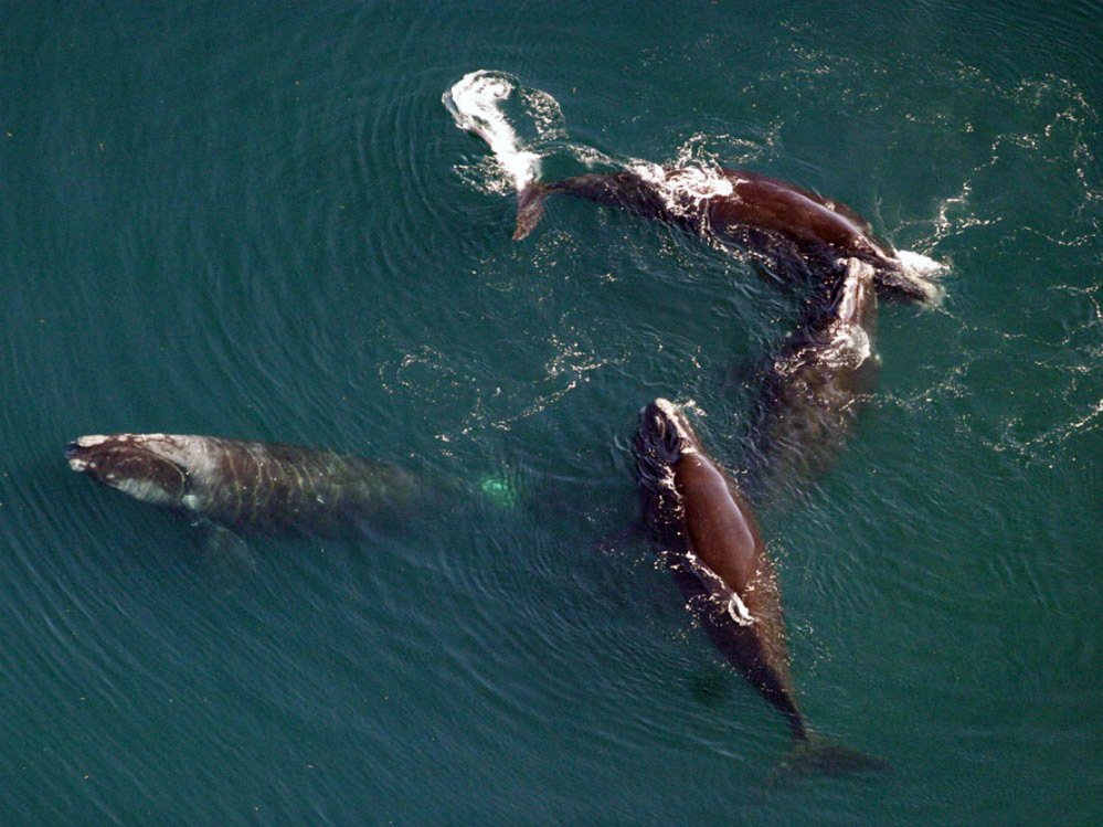 Researchers from the Northeast Fisheries Science Center of the National Oceanic and Atmospheric Administration captured this image of four North Atlantic right whales during a survey. 